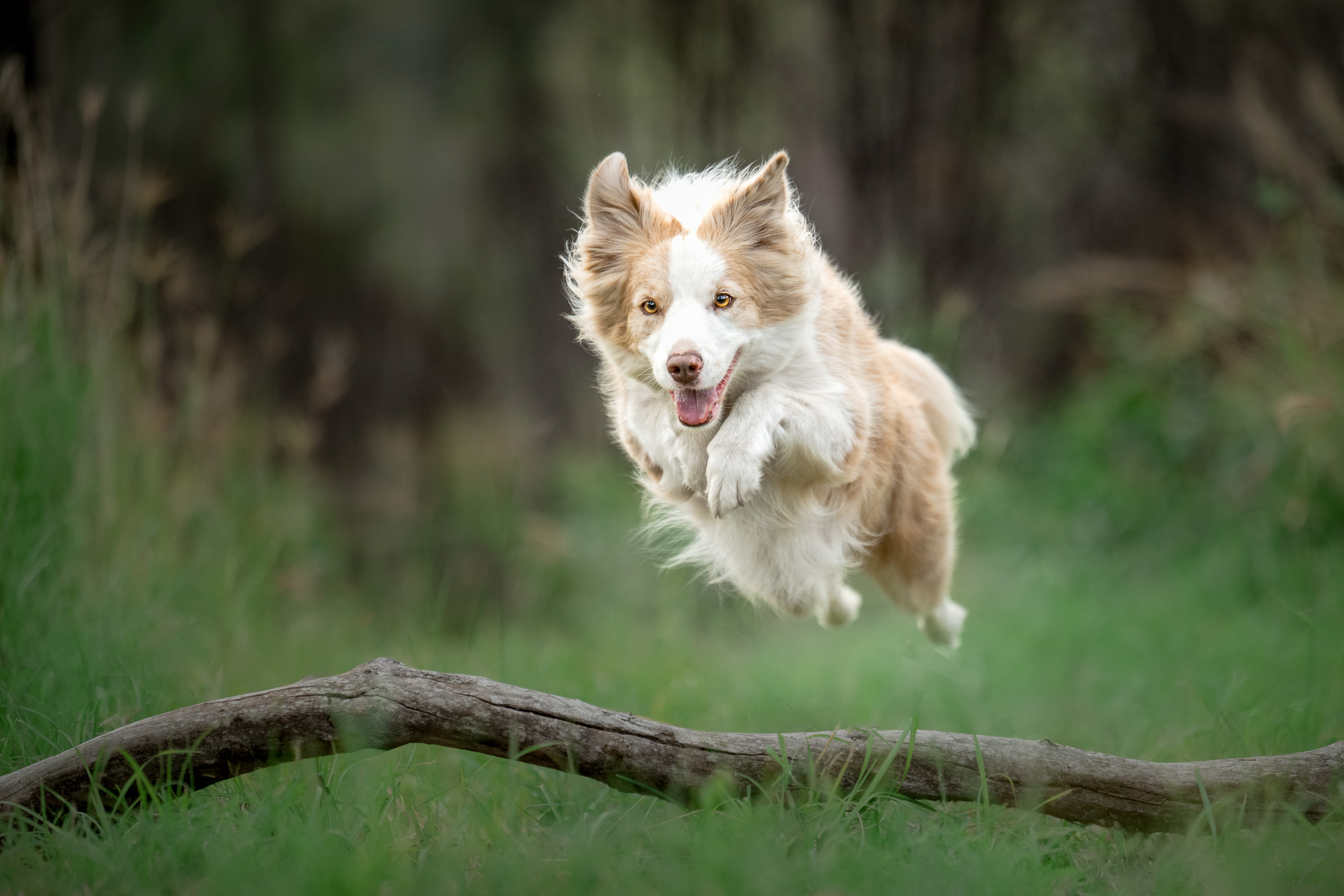 Top Dog Photography portfolio